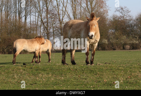 Herde von Przewalski Mongolische Pferde (Equus Ferus Przewalskii) Stockfoto