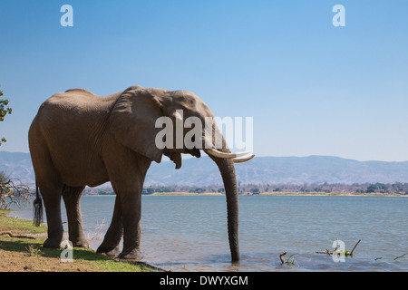 Afrikanischen Elefantenbullen (Loxodonta Africana) trinken aus dem Zambezi river Stockfoto