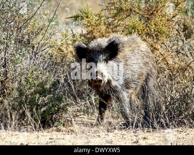 Nahaufnahme von einem Reifen Wildschwein (Sus Scrofa) begegnet in der freien Wildbahn in Südspanien Stockfoto