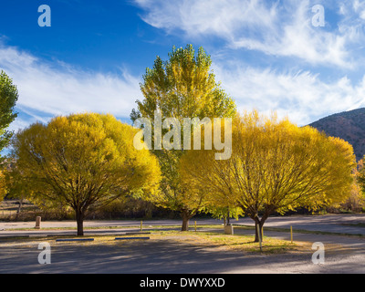 Gelbe und grüne Blätter mit Herbstfarben auf Pappeln entlang der Rio Grande Valley in New Mexico, USA. Stockfoto