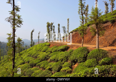 Tee-Plantage in den Hügeln von Wayanad, Kerala in Südindien mit roter Erde und Seide Eichen Landschaft. Stockfoto