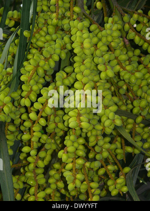 Früchte der Chrysalidocarpus Lutescens, Areca Palme, Goldpalme, gelbe Bambus Palme, gelben Schmetterling Palm Stockfoto