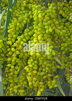 Früchte der Chrysalidocarpus Lutescens, Areca Palme, Goldpalme, gelbe Bambus Palme, gelben Schmetterling Palm Stockfoto