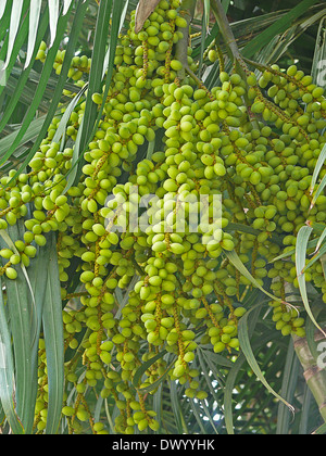 Früchte der Chrysalidocarpus Lutescens, Areca Palme, Goldpalme, gelbe Bambus Palme, gelben Schmetterling Palm Stockfoto