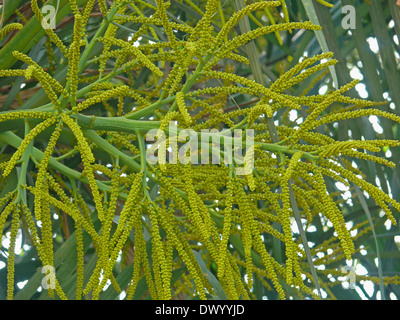 Früchte der Chrysalidocarpus Lutescens, Areca Palme, Goldpalme, gelbe Bambus Palme, gelben Schmetterling Palm Stockfoto