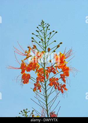 Caesalpinia Pulcherrima, Poinciana, Pfau Blume, Zwerg Poinciana, Red Bird Of Paradise Stockfoto