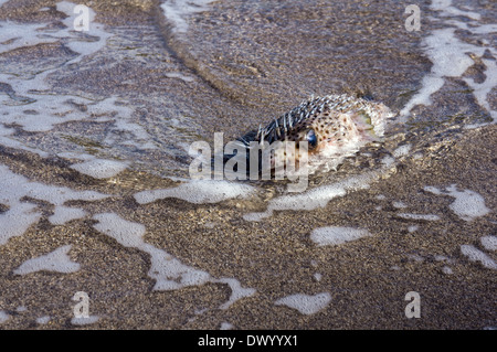 Igelfisch (Diodon Holocanthus) auf sand Stockfoto