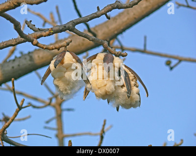 Bombax Ceiba, Red Silk Cotton tree Stockfoto