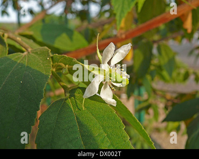 Muntingia Calabura, Jamaica Cherry, Panama Cherry, Singapur Cherry, Strawberry Tree, Marmelade Baum, Zuckerwatte berry Stockfoto