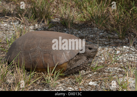 Gopher Schildkröte - Gopherus polyphemus Stockfoto