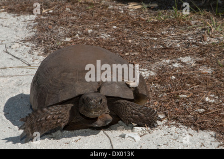 Gopher-Schildkröte, die betroffen waren von einem Auto - Gopherus Polyphemus Stockfoto