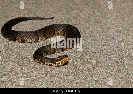 Florida Cottonmouth - Agkistrodon Piscivorus conanti Stockfoto