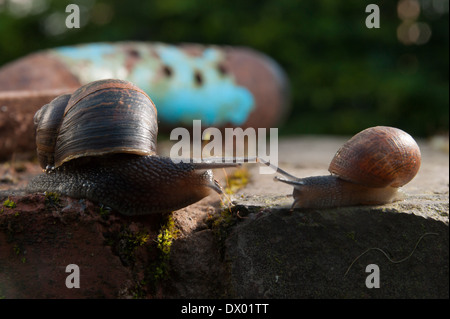 Schnecken treffen auf eine Gartenmauer Stockfoto