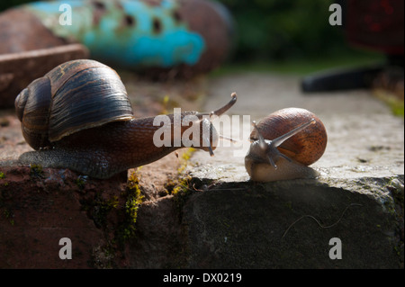 Schnecken treffen auf eine Gartenmauer Stockfoto