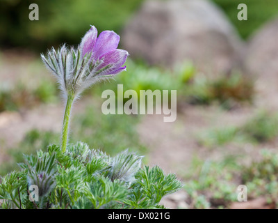 Prärie Krokus, Frühlings-Kuhschelle Stockfoto