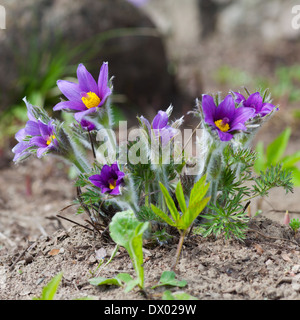 Prärie Krokus, Frühlings-Kuhschelle Stockfoto