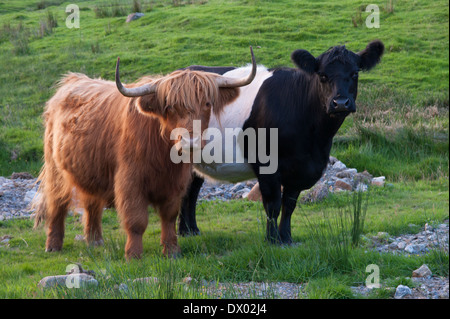 Zwei einheimische Rinder züchten Kühe am Ufer des Buttermere, Lake District, Cumbria, England an einem Sommerabend. Stockfoto