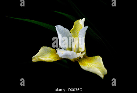 Blasse gelbe und weiße Iris vor einem dunklen Hintergrund mit ein paar grünen Blättern sichtbar. Stockfoto