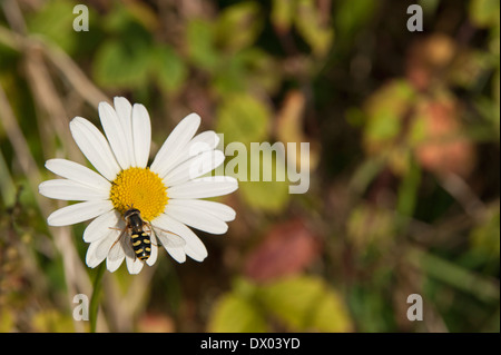 Hoverfly auf eine große Daisy Blume in der späten Nachmittagssonne in Cumbria, England Stockfoto