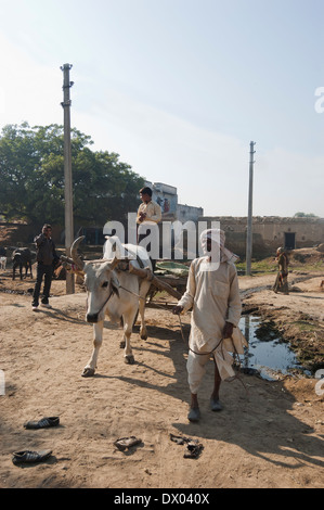1 indische Bauern Pulling Ochsenkarren Stockfoto