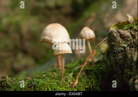 Pilze auf einem Baumstamm in einem Cumbrian Holz Stockfoto