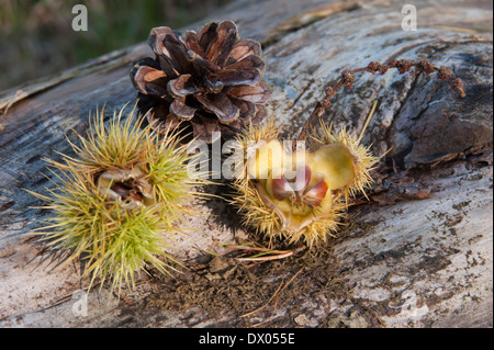 Früchte des Herbstes. Herbstliche Anordnung auf einem Baumstamm. Geöffnete Tannenzapfen und Sweet Chestnut. Stockfoto