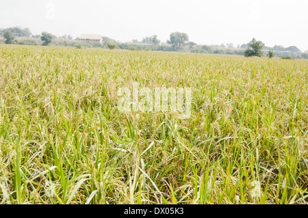 Indische landwirtschaftliche Fläche von Paddy Field Stockfoto