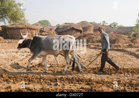 1 indische Bauern Woking in Plowed Feld Stockfoto