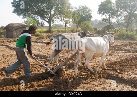 1 indische Bauern Woking in Plowed Feld Stockfoto