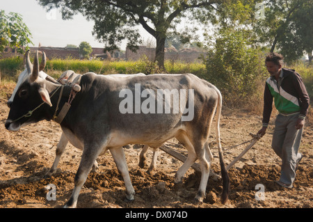 1 indische Bauern Woking in Plowed Feld Stockfoto