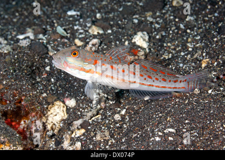 Orange gestrichelte Grundel Valenciennea Puellaris. Auch bekannt als Orange Schläfer oder Maiden Grundel. Stockfoto