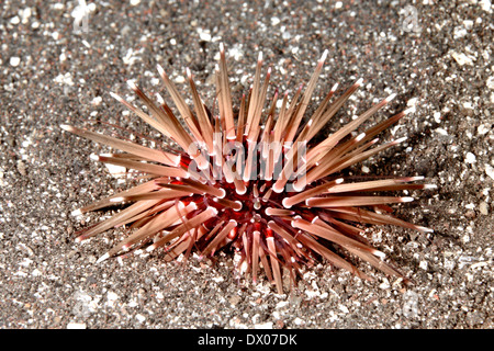 Mathae der Seeigel Echinometra mathaei. Tulamben, Bali, Indonesien. Bali Sea, Indischer Ozean. Auch als Grabenden Seeigel bekannt Stockfoto