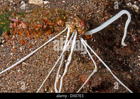 Weiße Fütterung Tentakel einer Medusa Spaghetti Wurm, Loimia medusa oder Eupolymnia crassicornis.. Tulamben, Bali, Indonesien. Bali Sea, Indischer Ozean Stockfoto