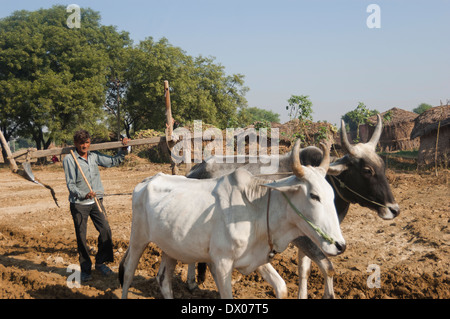 1 indische Bauern Woking in Plowed Feld Stockfoto