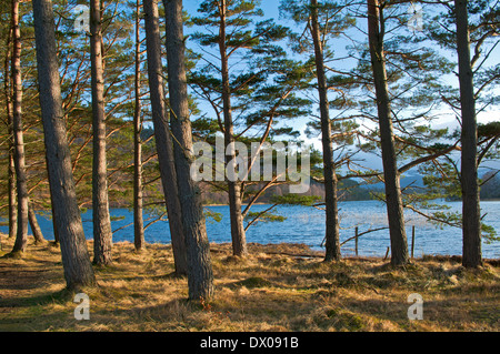 Ein Stand von Waldkiefern am Rande des Loch Pityoulish beleuchtet von tief stehender Sonne, in der Nähe von Aviemore, Schottisches Hochland, Schottland, Vereinigtes Königreich Stockfoto