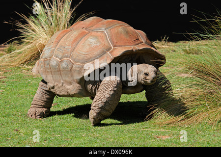 Galapagos-Riesenschildkröte (Chelonoidis Nigra) Stockfoto