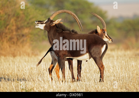 Paar Rappenantilopen (Hippotragus Niger), Südafrika Stockfoto