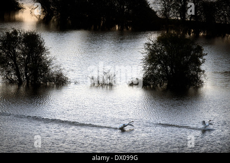 Schwäne, überqueren die überfluteten Felder auf der Somerset Levels in der Nähe von Burrowbridge UK Februar 2014 Stockfoto