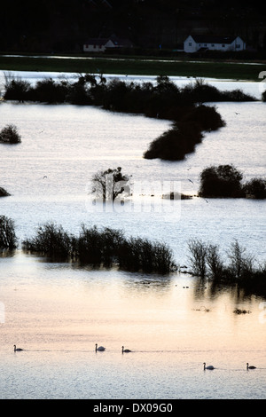 Schwäne, überqueren die überfluteten Felder auf der Somerset Levels in der Nähe von Burrowbridge UK Februar 2014 Stockfoto