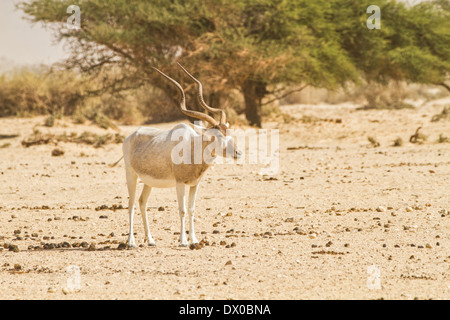 Addax (Addax Nasomaculatus) in der Wüste Negev, Israel. Auf die Kamera Stockfoto