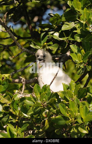 Küken von Red footed Sprengfallen (Sula Sula), auf dem Baum, Archipel Los Roques Archipel Stockfoto