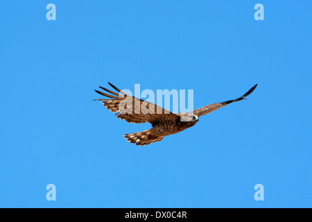 Schlange Schlangenadler (Circaetus Gallicus) während des Fluges mit einem blauen Himmelshintergrund. Stockfoto