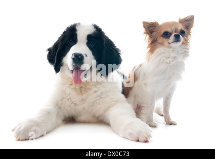reinrassige Welpen Landseer und Chihuahua vor weißem Hintergrund Stockfoto