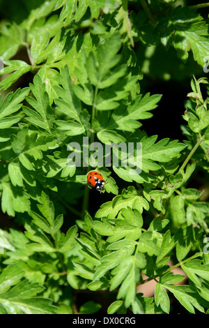 Marienkäfer auf das Laub einer Kuh Petersilie Pflanze sitzend Stockfoto