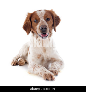 Porträt von einem Brittany Spaniel vor weißem Hintergrund Stockfoto