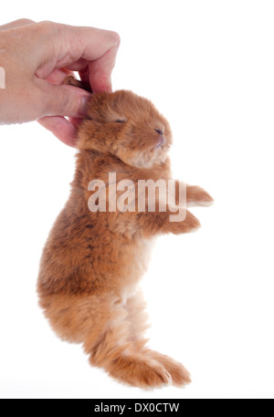 junge Kaninchen Fauve de Bourgogne vor weißem Hintergrund Stockfoto