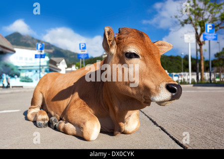 Traurig Kalb ruht auf Parkplatz. Natur gegen Städtebau-Konzept Stockfoto