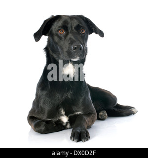 reinrassiger Labrador Retriever vor weißem Hintergrund Stockfoto