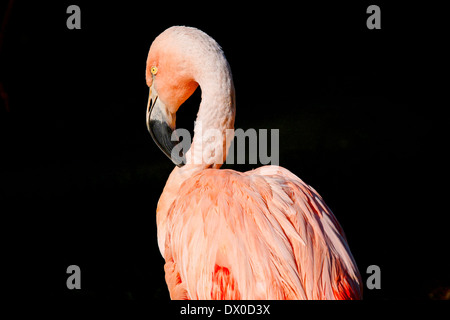 Chilenische Flamingo (Phoenicopterus Chilensis) Stockfoto