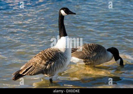 Kanadagänse auf einem Süßwassersee in Weymouth, Dorset. Stockfoto